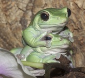frogs.jpg frogs.jpg